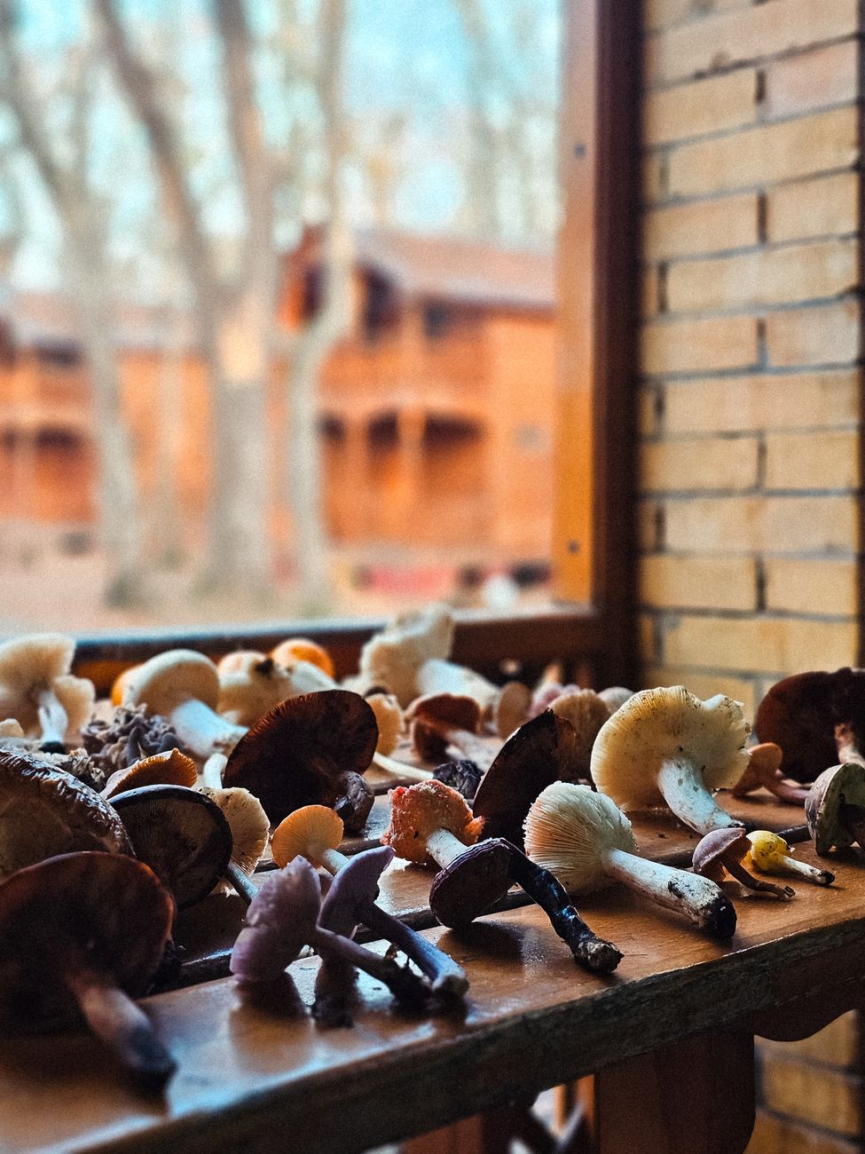 Lion's Mane vs. Reishi: Which One Should You Take?