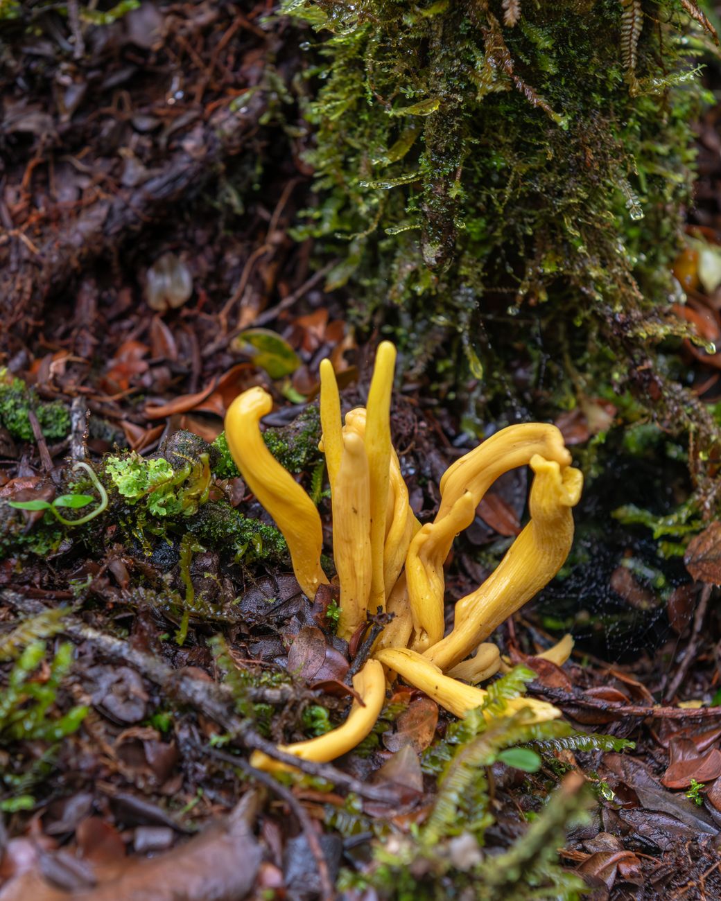 Cordyceps
