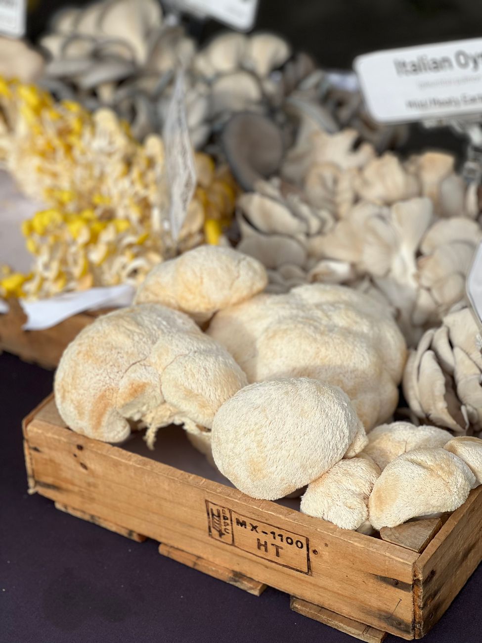 Freshly harvested Lion's Mane mushrooms