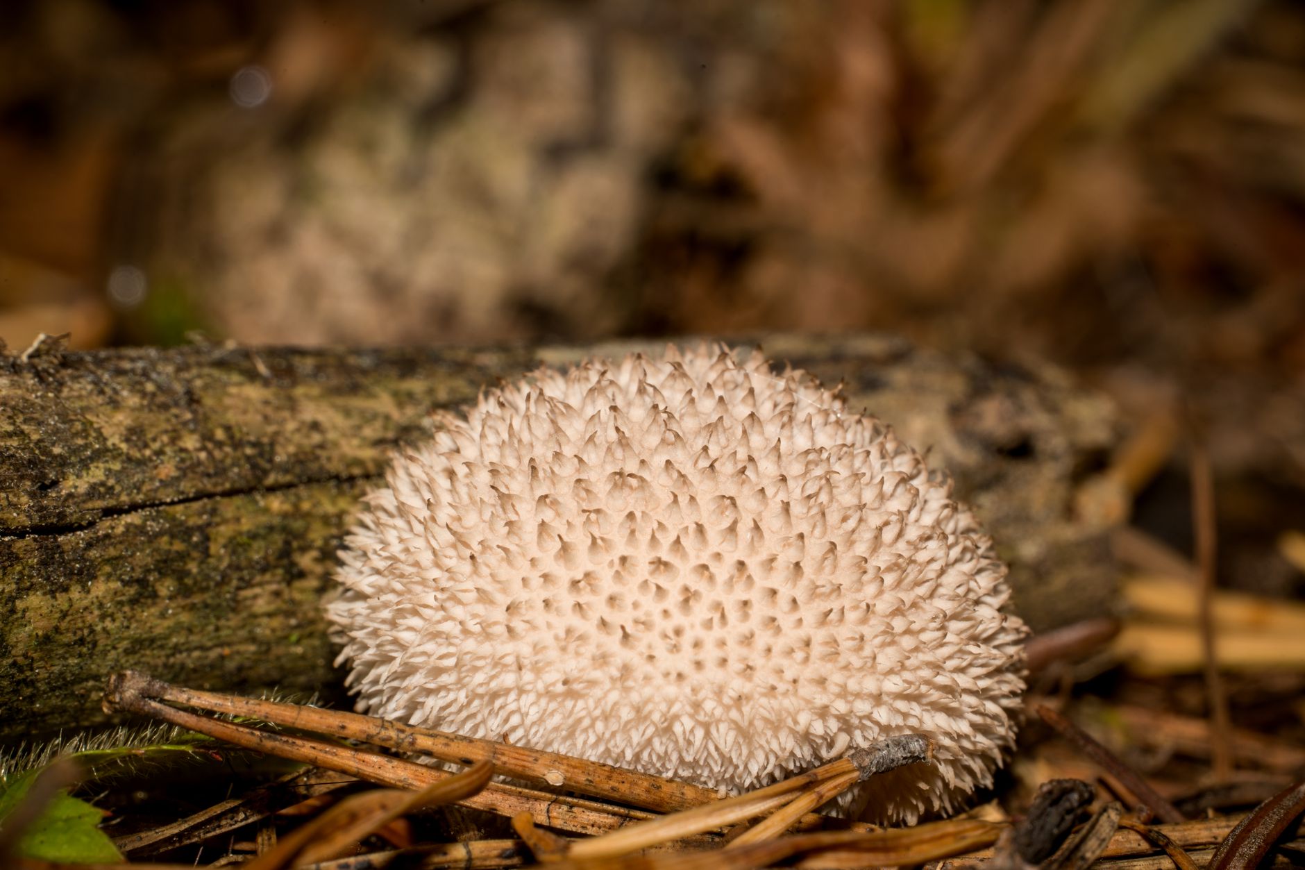 Lion's Mane