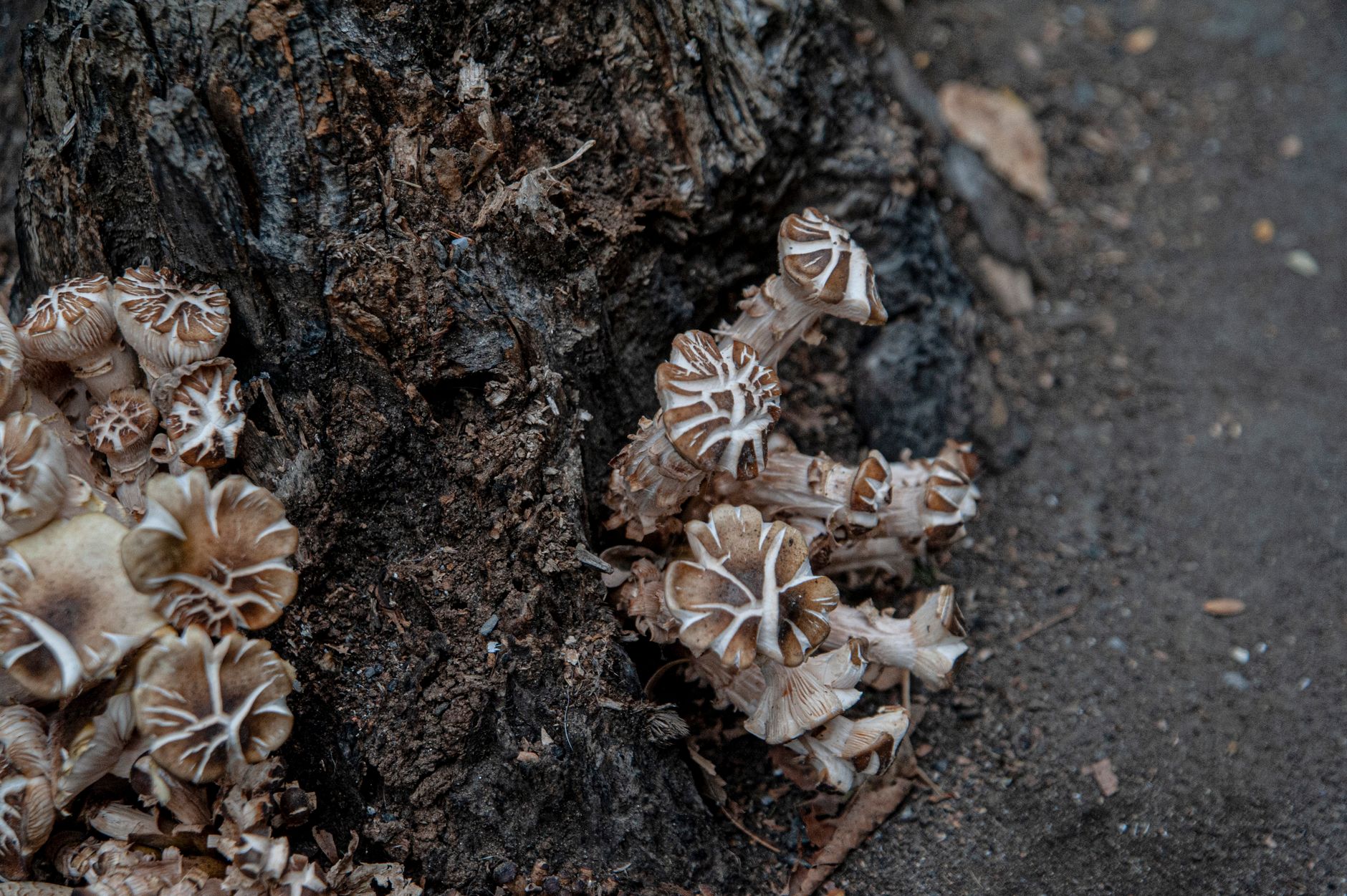 Maitake