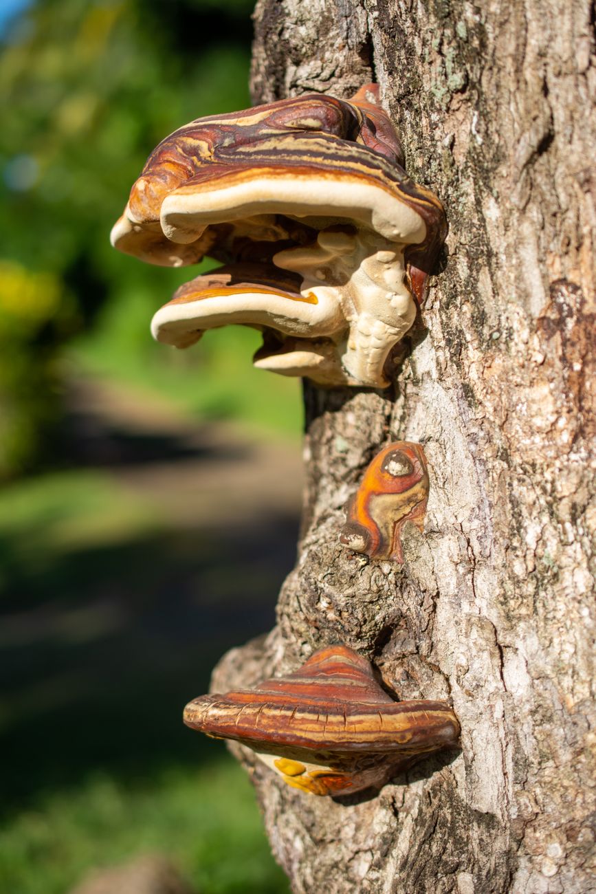 Reishi