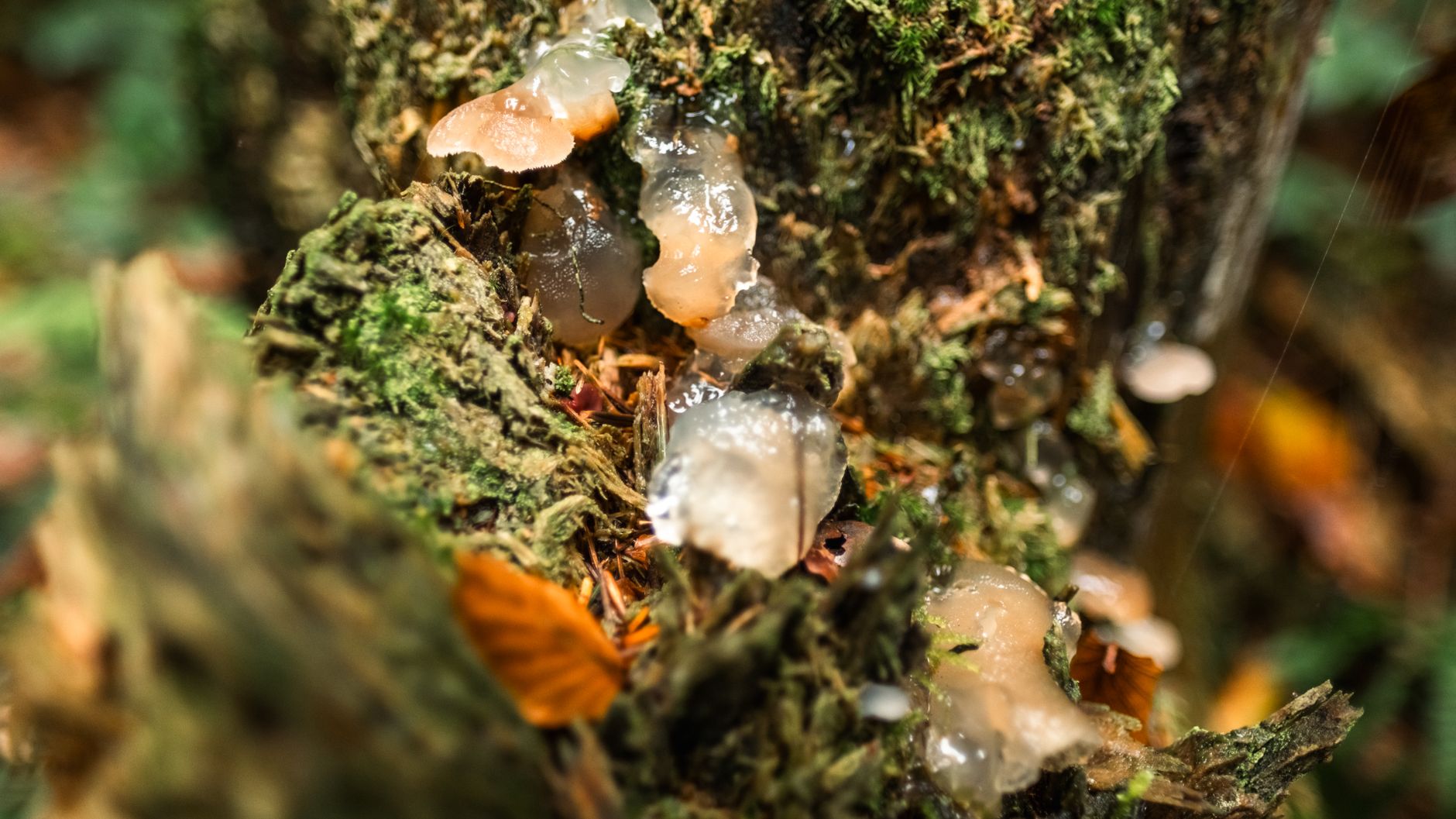 Tremella