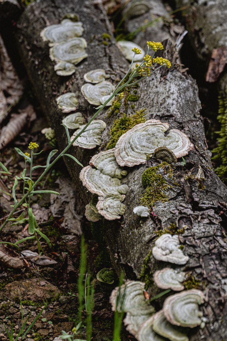 Turkey Tail